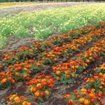 Profile Picture of forest gump (@floydcadid) on Instagram