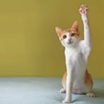 Profile Picture of Joshua Burger (@Joshua-Burger) on Facebook