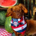 Profile Picture of Louis Shelby-Roach (@_thedapperdachshund_) on Instagram