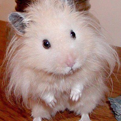 Profile Picture of Matt Brummett (@hamstertwit) on Twitter