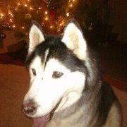 Profile Picture of Brandon Macer (@bmacer1) on Pinterest