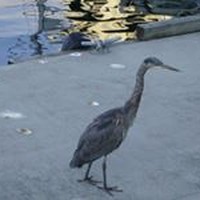 Profile Picture of Ching Gu (@ching-gu) on Quora