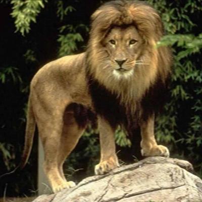 Profile Picture of Miguel Quevedo Leon (@miguelquevedo70) on Twitter