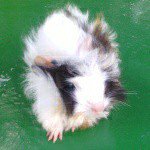 Profile Picture of Nicholas Levy (@1mandeville.flea.market) on Instagram