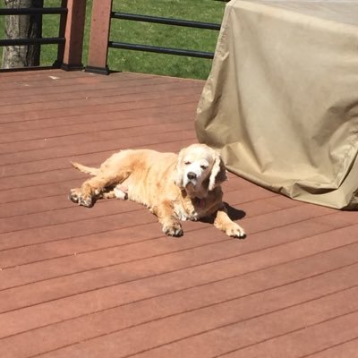 Profile Picture of Lisa W (@LisaWiechmann) on Twitter