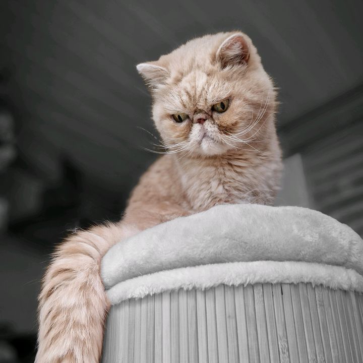 Profile Picture of TOBY exotic shorthair 13 years (@toby.exotic.short) on Tiktok