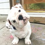 Profile Picture of Janet F. Clark (@janetbulldog) on Instagram