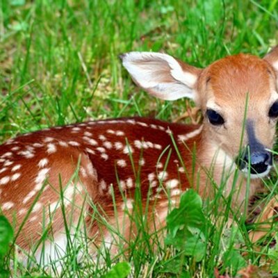 Profile Picture of Kim Conkle (@KimConklPal) on Twitter