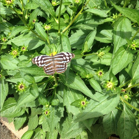 Profile Picture of Anna Laurance (@anniem21) on Poshmark