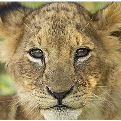 Profile Picture of Jeffrey Ryans (@Mowgliwildkid) on Twitter