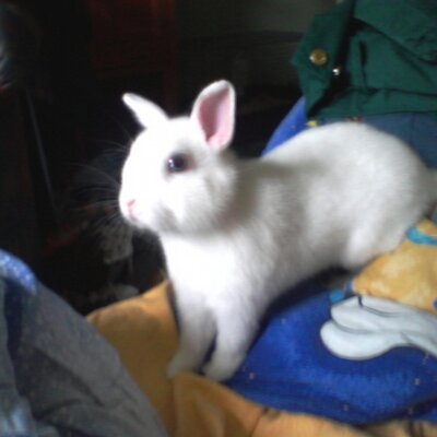Profile Picture of Lesley Ann Petersen (@QueenofLes) on Twitter