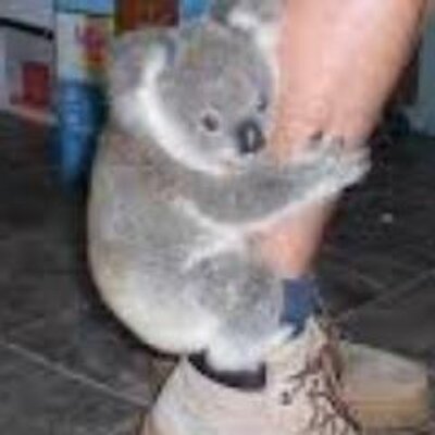 Profile Picture of Nicholas DiMare (@TheCowBrothers) on Twitter