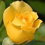 Profile Picture of Alpa Bhatt (@alpabhatt83) on Instagram