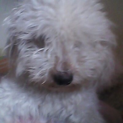 Profile Picture of Mario Efrain Paez (@mariopaez12) on Twitter