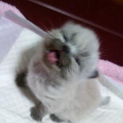 Profile Picture of Ranran (@LuiLan5885) on Twitter