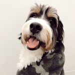 Walter Burger - Instagram Profile Picture of Walter Burger (@minisirwalter) on Instagram