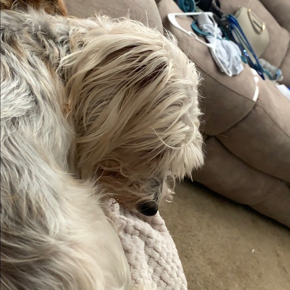 Profile Picture of Carlos Carreno (@furloko97) on Poshmark