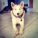 Profile Picture of Heather Conrow Mason (@huskyheather) on Instagram