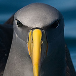 Profile Picture of Craig Nash (@peregrine's bird photography) on Flickr