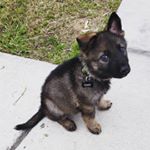 Profile Picture of Gary The German Shepherd! (@gary_thesablegsd) on Instagram