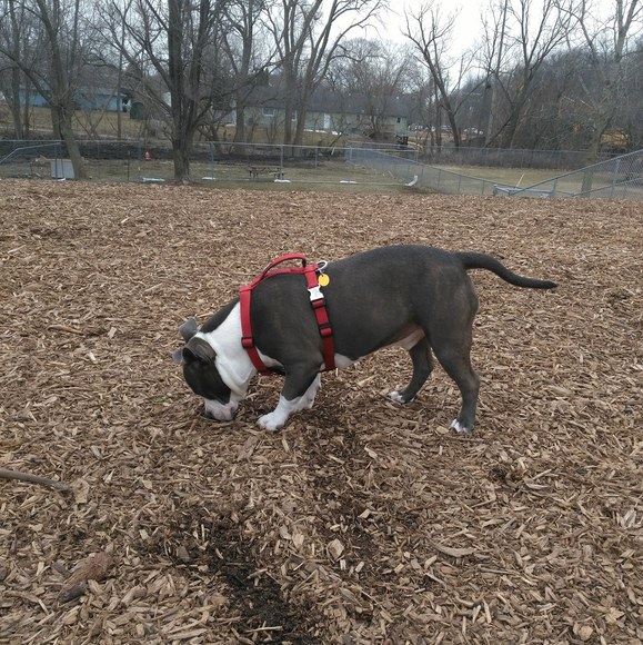 Profile Picture of Chris Garrido (@sonoguam) on Poshmark