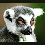 Profile Picture of Aaron Rempel (@remptile.rempel) on Instagram