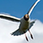 Profile Picture of Paul Bird (@zsu&paul) on Flickr