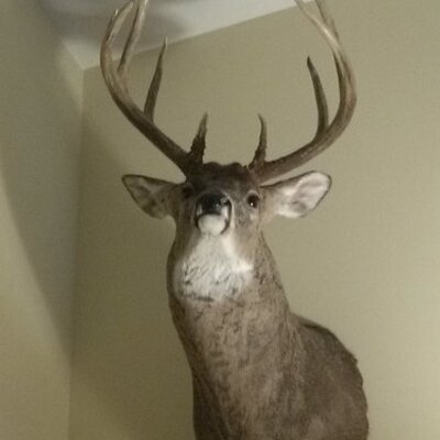 Profile Picture of Kevin Voss (@VossKevin) on Twitter