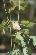 Profile Picture of Aquilegia barbaricinaon Wikipedia