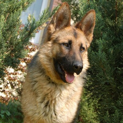 Profile Picture of Sherry Holmes (@BryanHolmes4) on Twitter