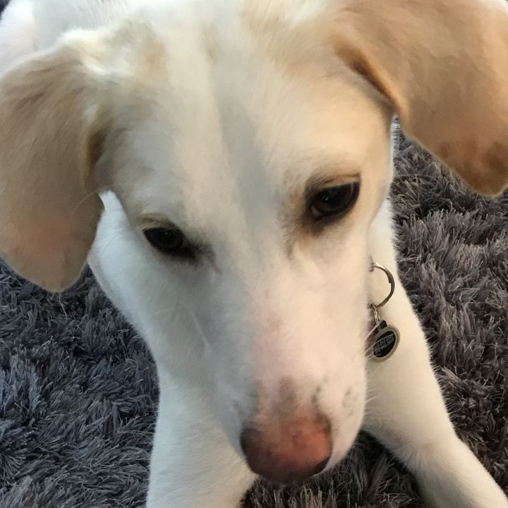 Profile Picture of calvinhobbs (@calvinhobbs3) on Tiktok