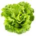 Profile Picture of Lily Sells Lettuce (@Lilyttuce) on Twitter