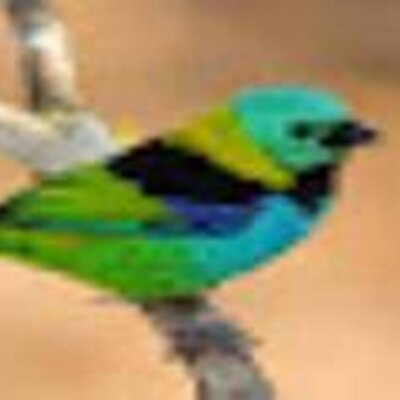 Profile Picture of Bob Musa (@MusaJcb) on Twitter