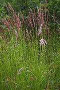 Profile Picture of Calamagrostis canescenson Wikipedia