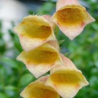 Profile Picture of Nancy Healy (@nancy-healy-9) on Quora