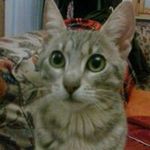 Profile Picture of Silverio Mazzella (@mazzellasilverio) on Instagram