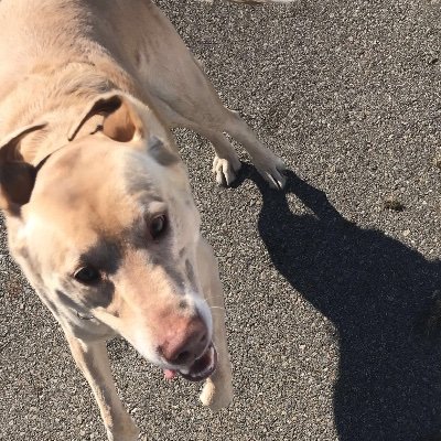 Profile Picture of Michael Crowell (@Michael79709716) on Twitter