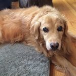 Profile Picture of David koehler (@david_koehler1) on Instagram