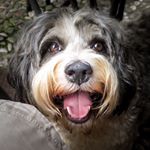 Profile Picture of Sally🐶 (& Michael Köbl📷) (@sally_from_cologne) on Instagram
