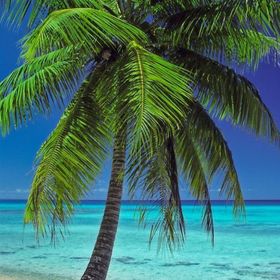 Profile Picture of Kevin Eberle (@TropicalDreamer73) on Pinterest