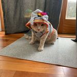 Profile Picture of Erica Feigenbaum (@ericabeth1091) on Instagram