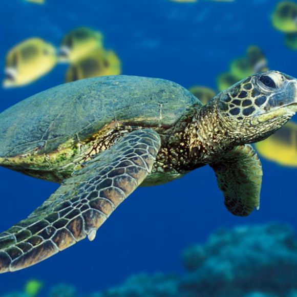 Profile Picture of Jackie Schouest (@jackie047) on Poshmark