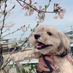 Profile Picture of 桃之助 (@momo.nosuke1020) on Instagram