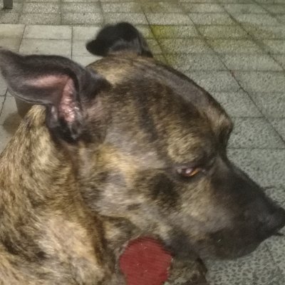 Profile Picture of Paula Cunha (@PaulaCu84525779) on Twitter