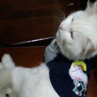 Profile Picture of Con Miu Mặt Ngu (@con-miu-mặt-ngu) on Quora