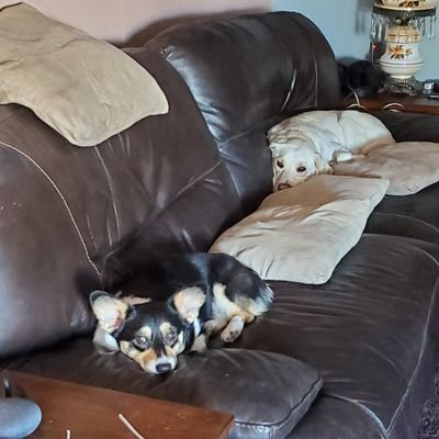 Tricia Barger - Twitter Profile Picture of Tricia Barger (@BargerTricia) on Twitter