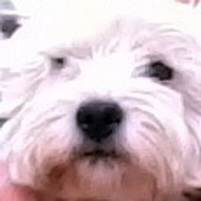 Profile Picture of Sarah MacDougall (@SJMacDougall) on Twitter