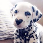 Profile Picture of Irene Zhang (@cdsyousei) on Instagram