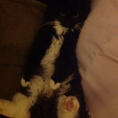 Profile Picture of Debra Newton (@ToonDebra) on Twitter