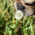 Profile Picture of Frenchie George Jones (@lifewithgeorge) on Instagram